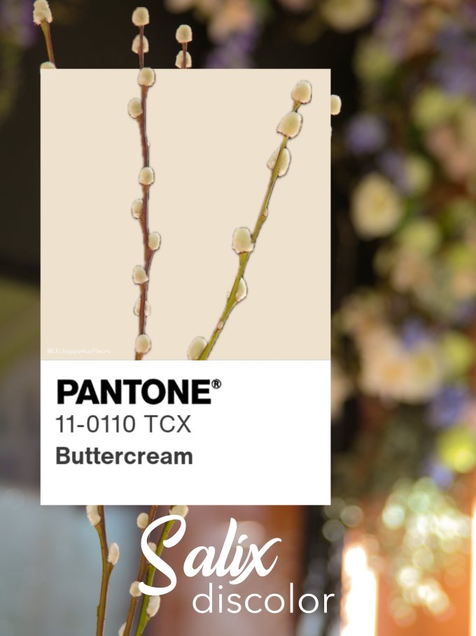 Fleurs de Mars photo 4